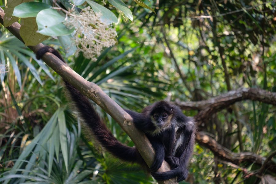 monkey in the rainforest