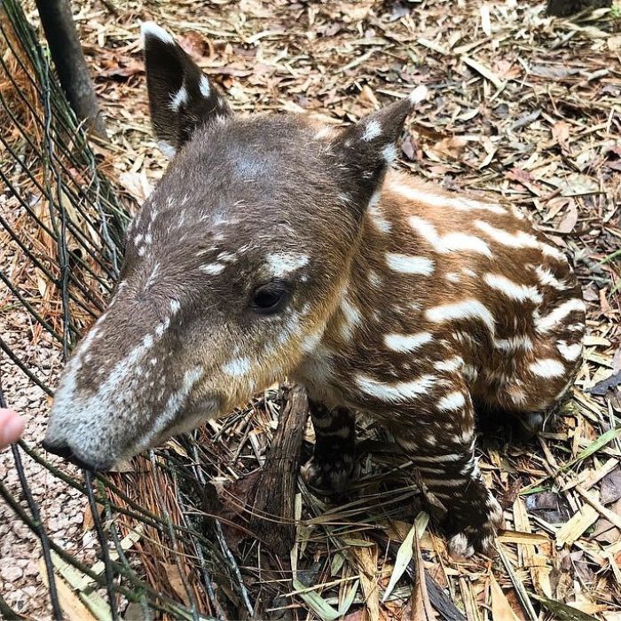 Belize Zoo damages