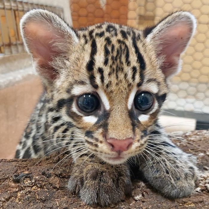 Belize Zoo resident 