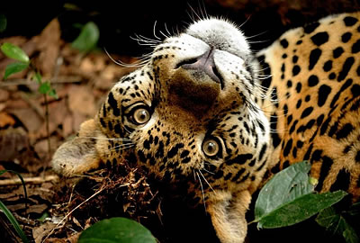 View Wildlife with Island Expeditions in Belize