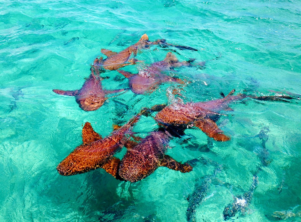 Nurse sharks Belize