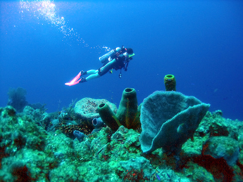 Diving the Belize Barrier Reef