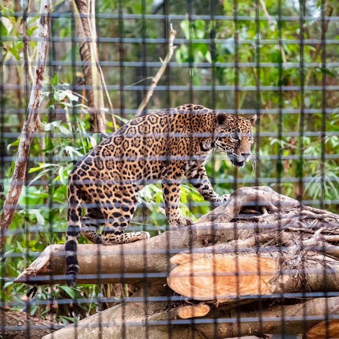 Sylvia the jaguar