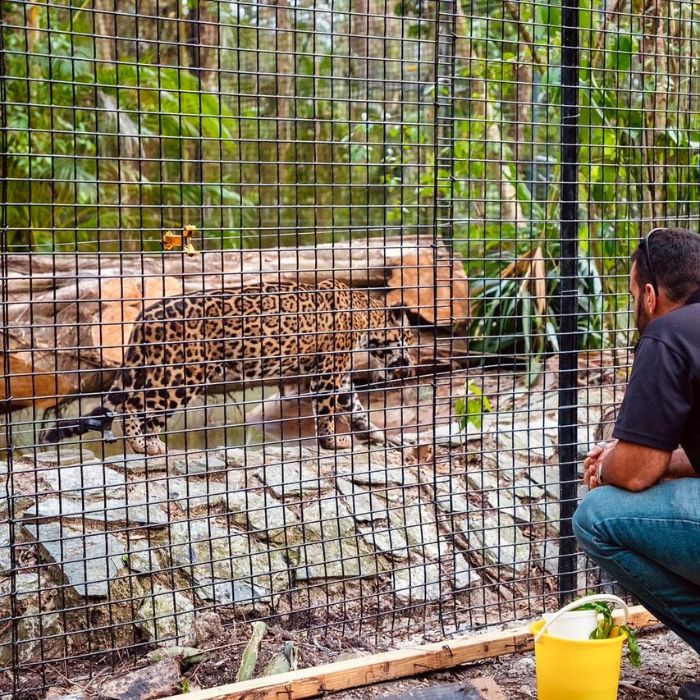 Lindo the jaguar