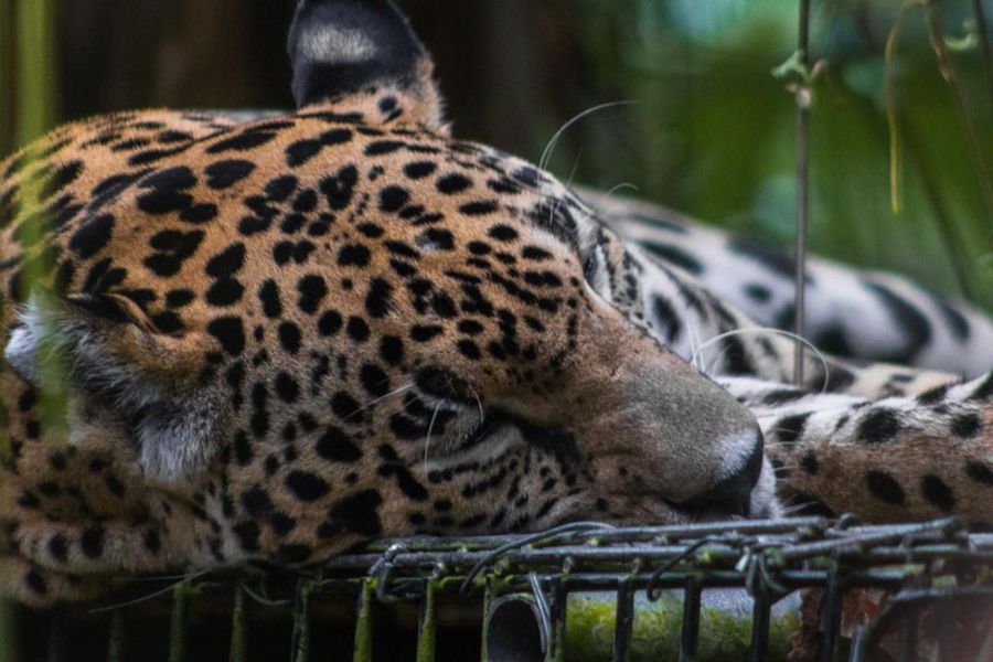 Jaguar sleeping