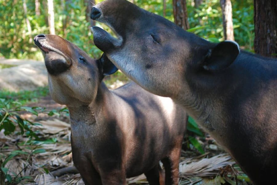 Tapir couple