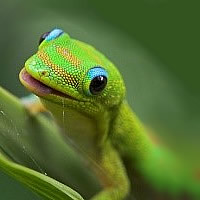 Geckos in Belize