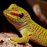 Geckos in Belize