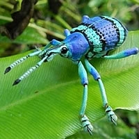 Weevils of Belize