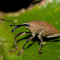 Weevils of Belize