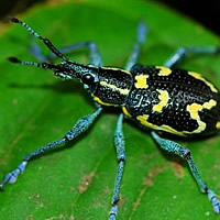 Weevils of Belize