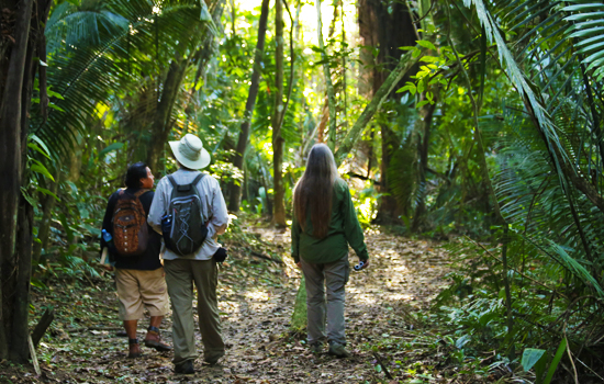 Rainforest Wildlife Extension