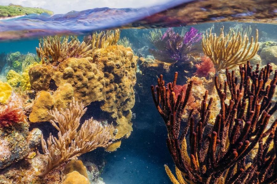 diving lighthouse reef