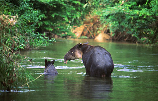 wildlife viewing tapir
