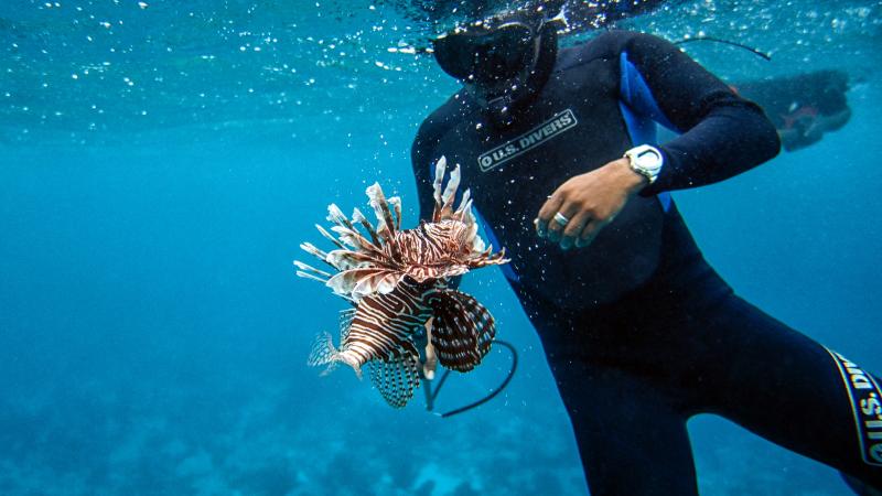 outside online - stephanie pearson. lionfish hunting tour