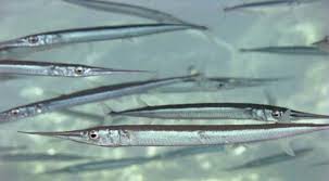 needlefish