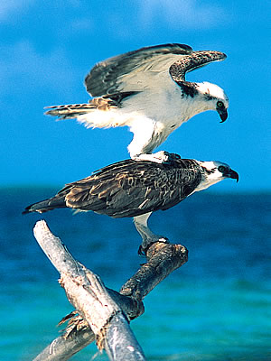 Osprey Bird