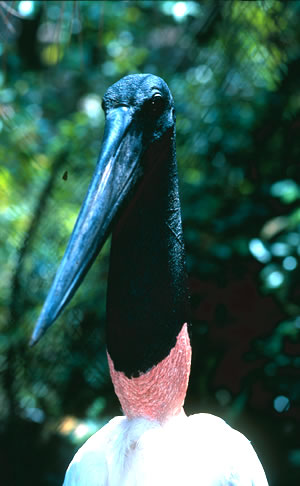 Belize's Jabiru Stork bird