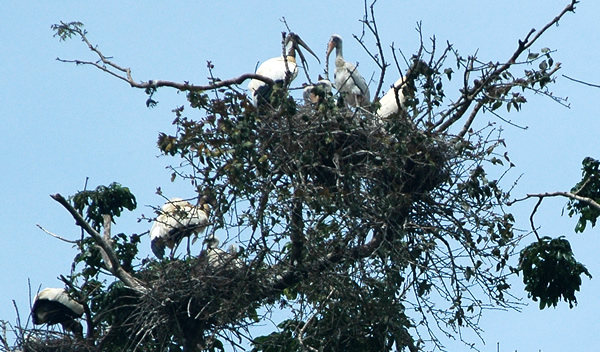 Woodstork Bird Nest