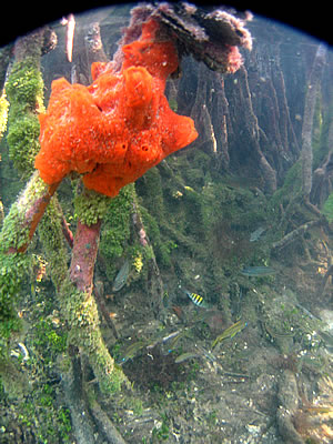 mangrove corals