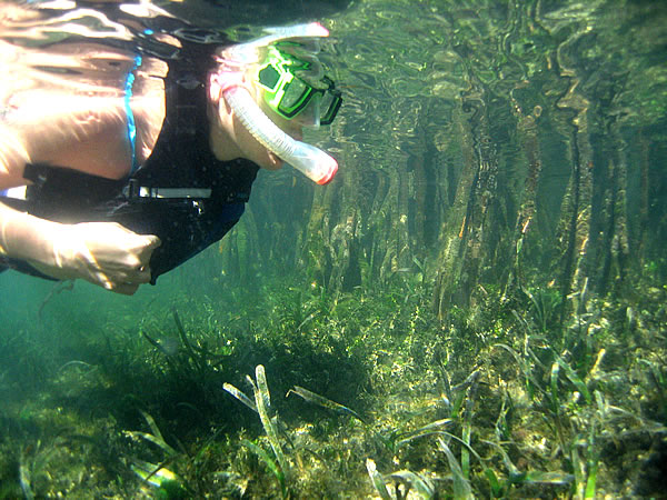 mangrove snorkeling