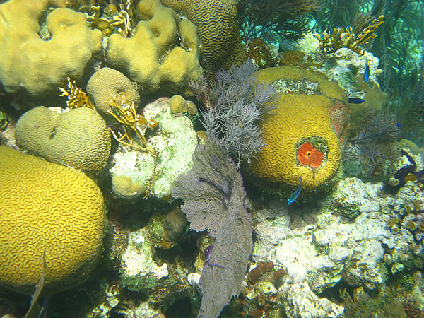 Yucatan coral reef snorkeling