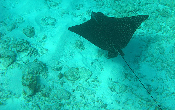Snorkel to see spotted eagle ray