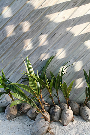 young coconut trees