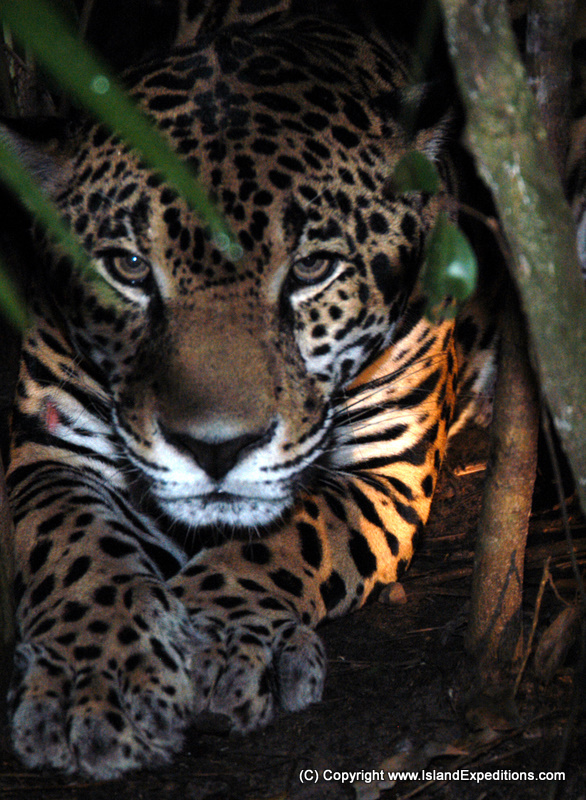 belize-wildlife-jaguar