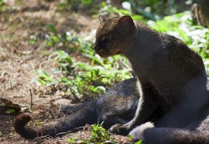 Jaguarundi