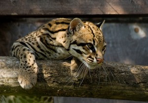 Ocelot