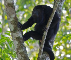 Black Howler Monkey