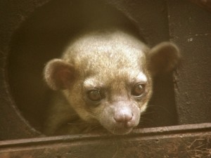 kinkajou