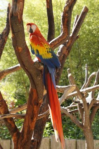 scarlet macaw bird