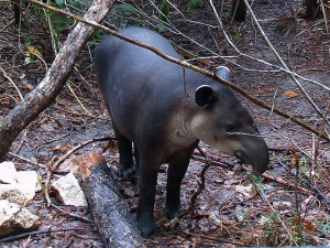 Tapir at Belize Zoo -- Flickr/ahvega