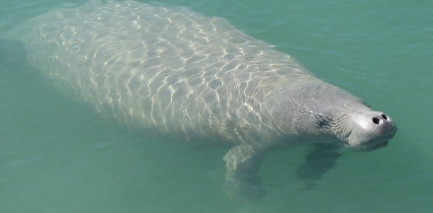 Manatee