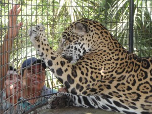 jaguar-hand