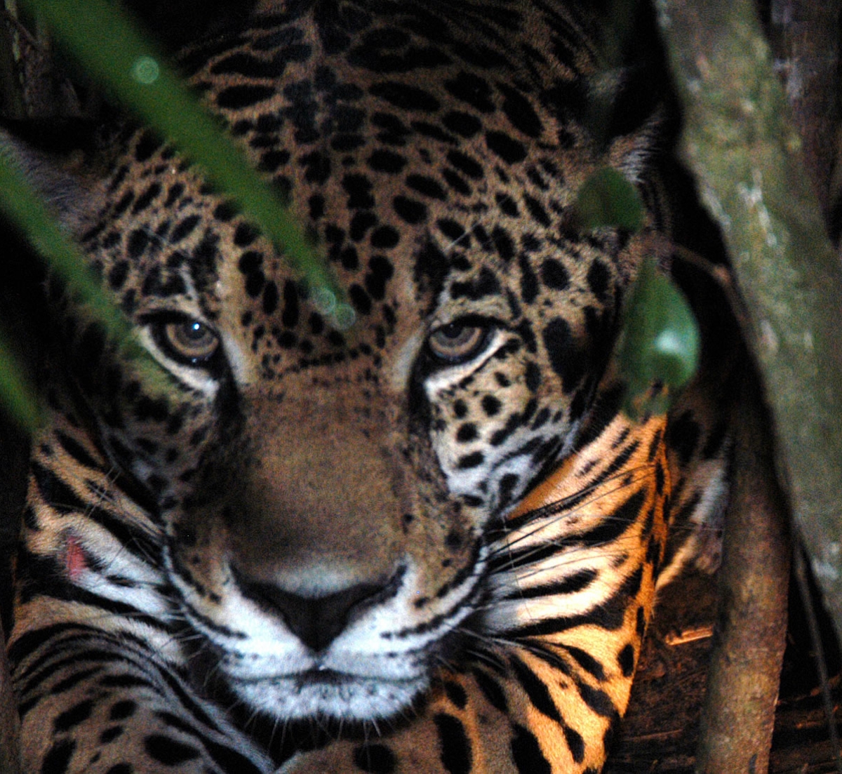 Jaguar Conservation in Belize