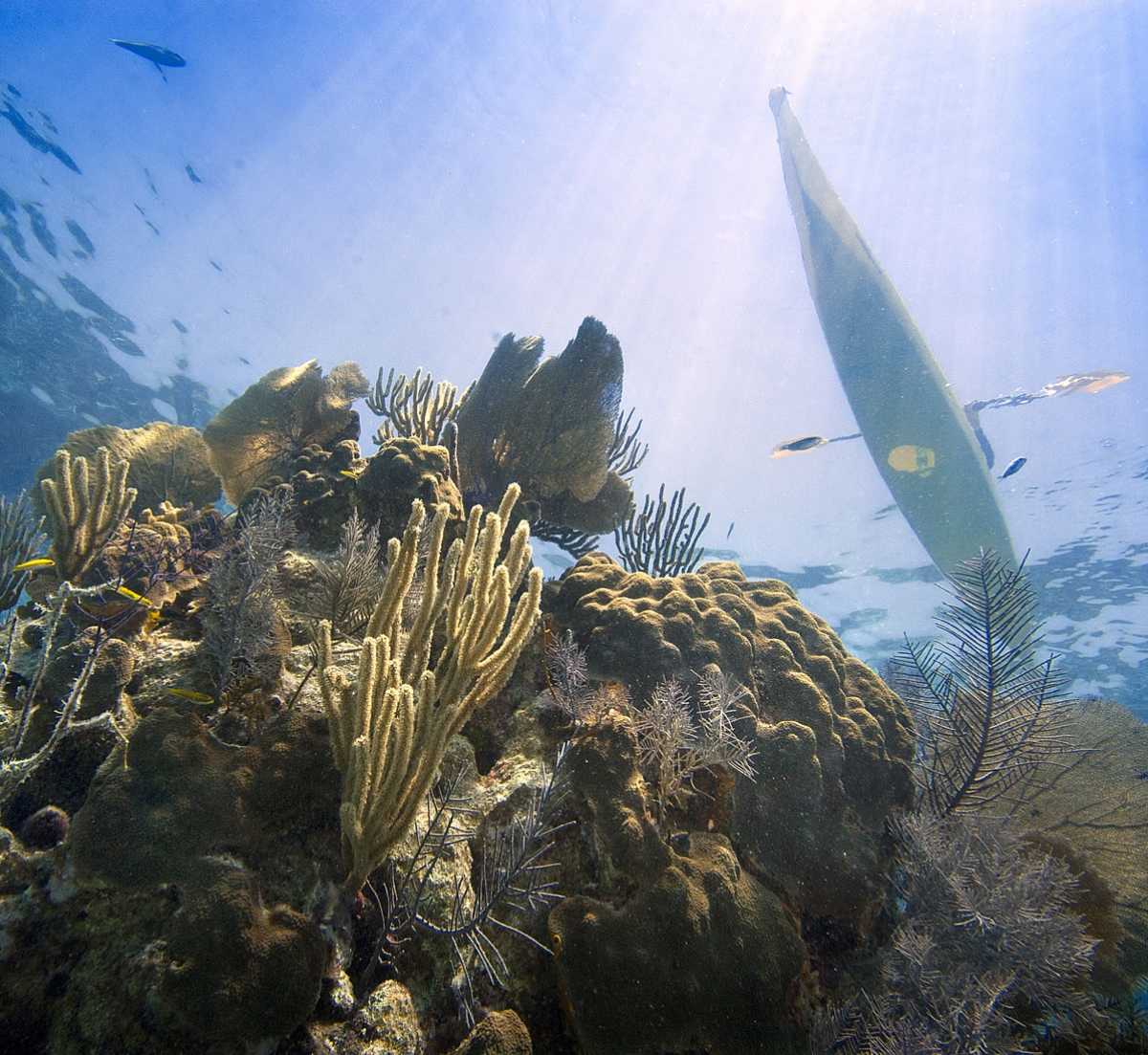 Underwater Coral Reef, Kayak Above