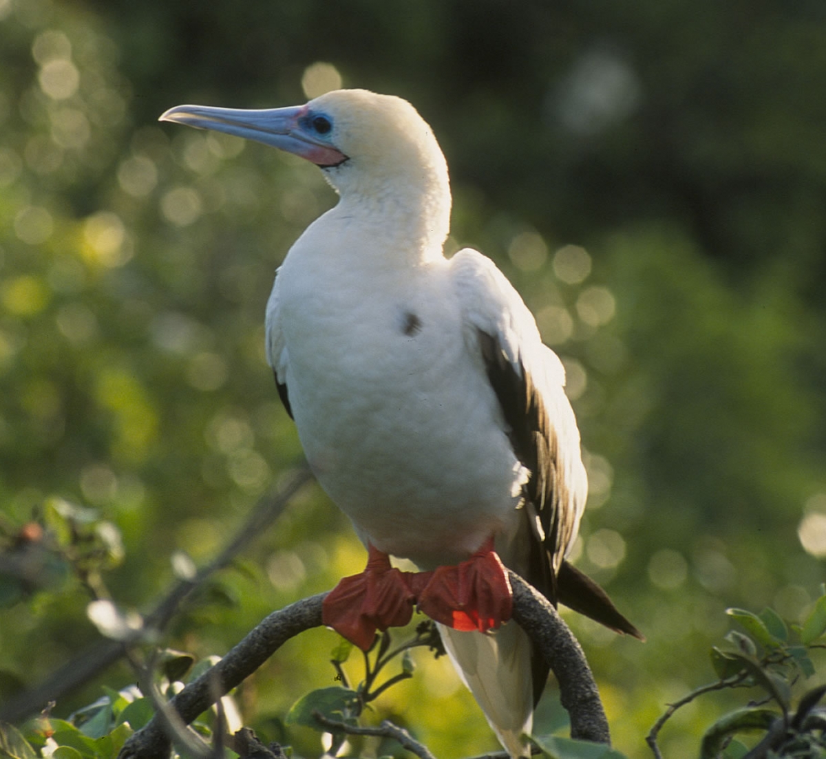 Boobie Bird Halfmoon Caye Belize