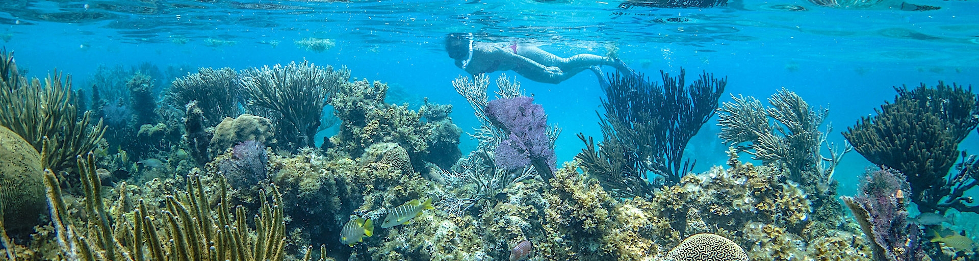 Maya Reef Explorer Belize