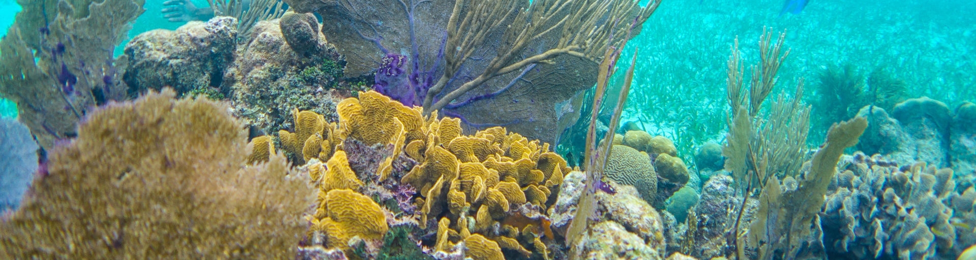 Belize Barrier Reef