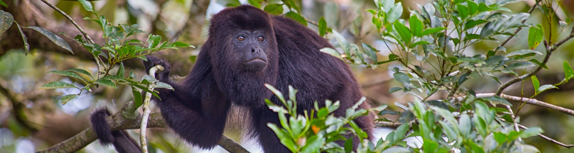 Belize Zoo