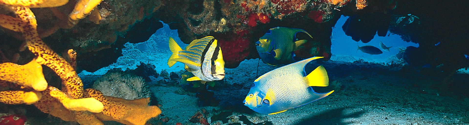 Coral reefs and tropical fish Glovers Reef atoll, Belize, Central America