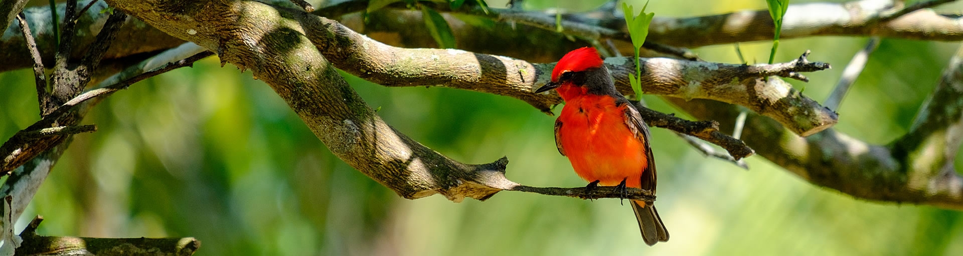 bird on branch