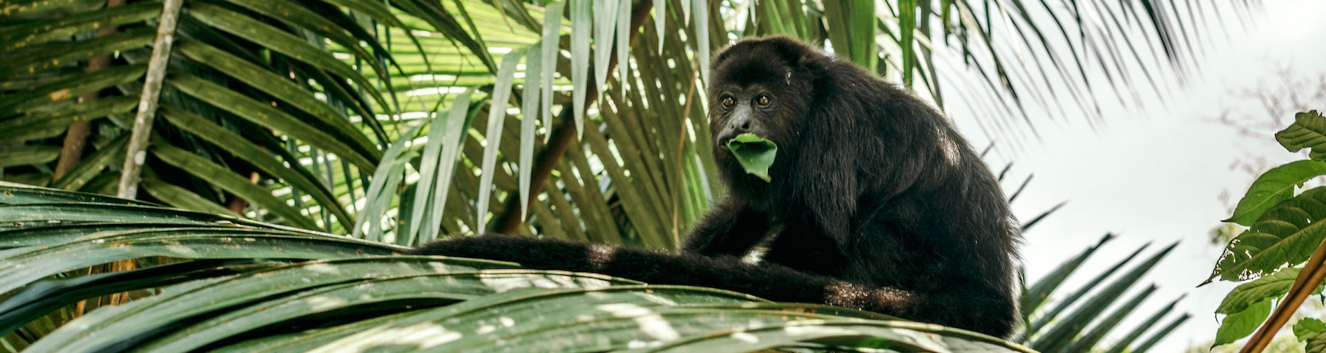 howler monkey enjoying a meal