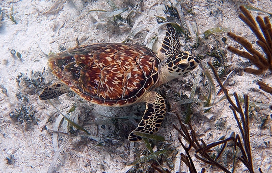 Belize Hawksbill Turtle