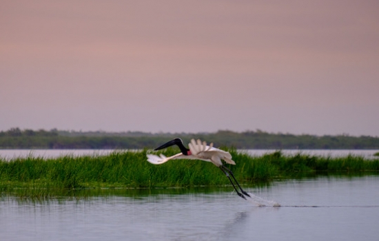 Crooked Tree Wildlife Sanctuary
