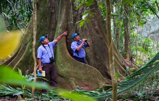 Birding at Bocawina Rainforest Resort