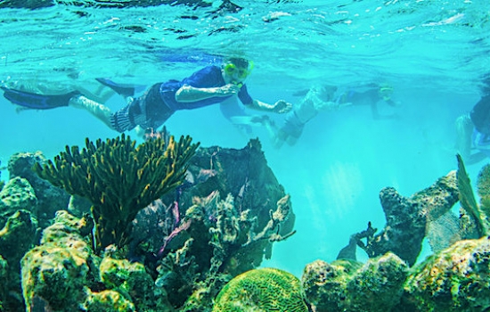 Snorkel Glover's Reef Atoll